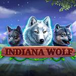 Indiana Wolf Indiana Wolf